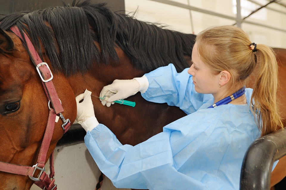 Cepljenje konj