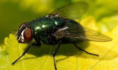 Biološke muhe - ekološko zatiranje muh!