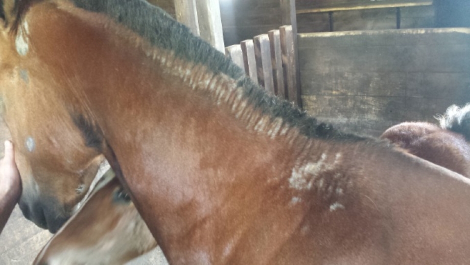 Poletni ekcem pri konjih (alergijski dermatitis): vzroki, simptomi, preventiva in oskrba